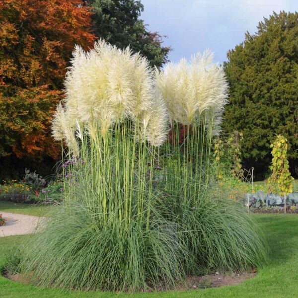 Pampas Otu Fidanı ( Cortaderiaselloana)  170-250 cm