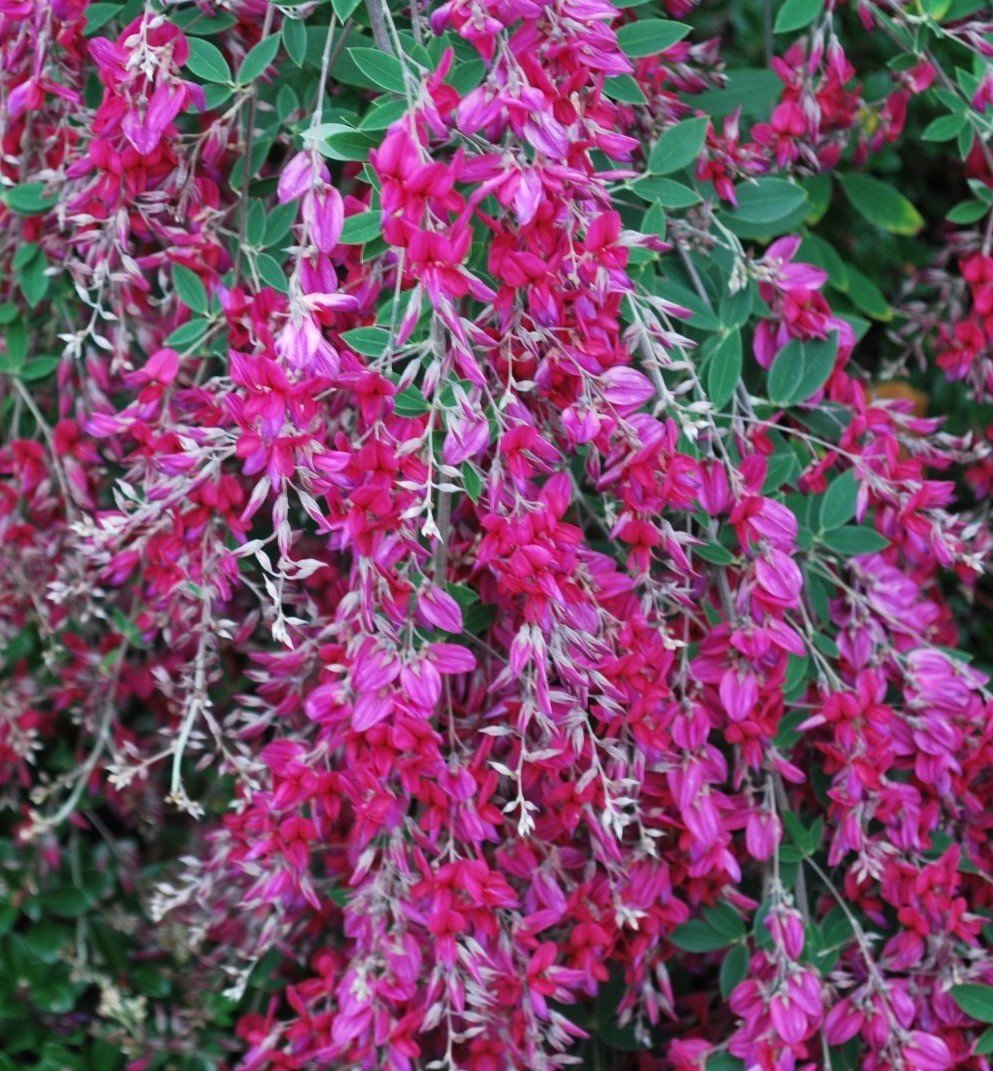 Lespedeza Thunbergii Fidanı