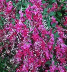 Lespedeza Thunbergii Fidanı