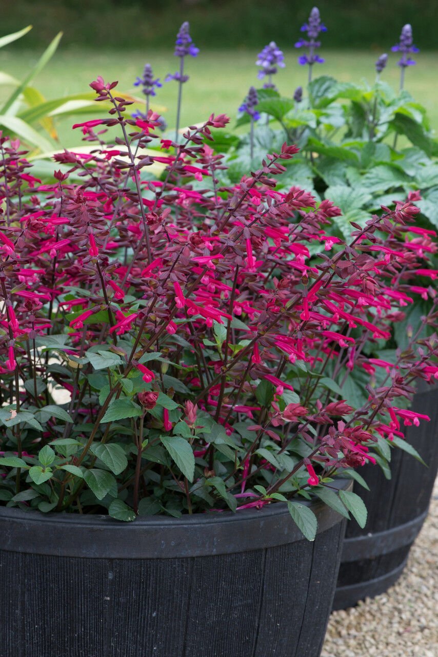 Salvia salmia Adaçayı Fidanı