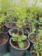 Goji Berry (Kurt Üzümü ) Fidanı 40-50 cm