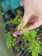 Goji Berry (Kurt Üzümü ) Fidanı 40-50 cm