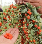 Goji Berry (Kurt Üzümü ) Fidanı 100-120 cm - açık köklü