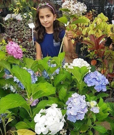 Hydrangea Macrophylla little White