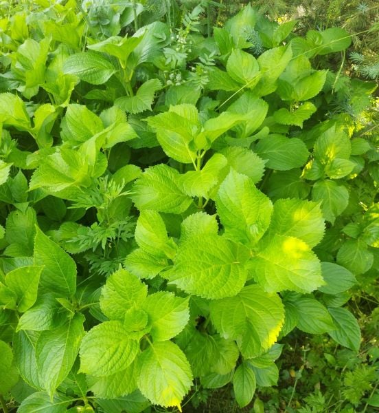 Hydrangea Macrophylla little White