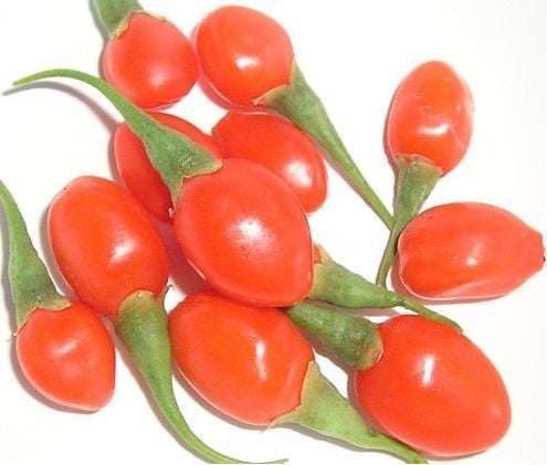 Goji Berry (Kurt Üzümü ) Fidanı 100-120 cm - açık köklü