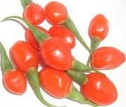 Goji Berry (Kurt Üzümü ) Fidanı 100-120 cm - açık köklü
