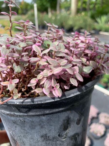 Calisia Pepens Pink Layd Mini Pembe Telgraf