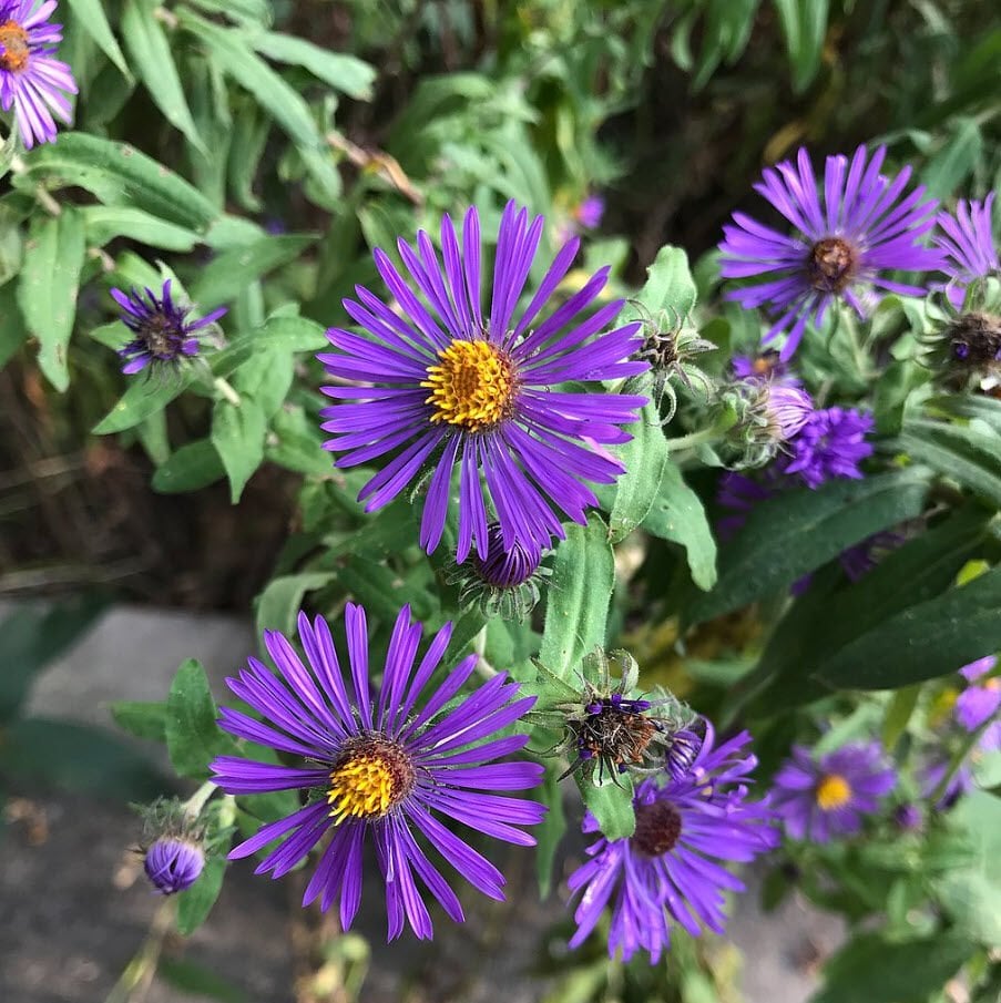 Aster Saraypatı Çiçeği Saksıda