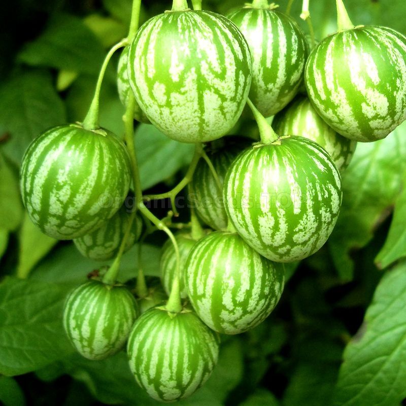 Tzimbalo Fruit