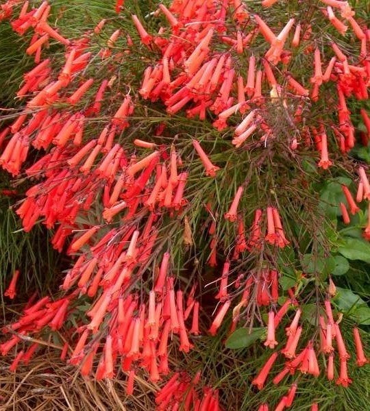 Mercan Çiçeği Ada Mercanı Russelia