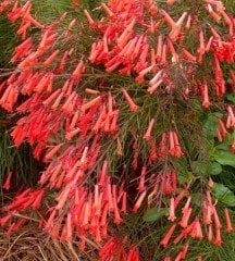 Mercan Çiçeği Ada Mercanı Russelia