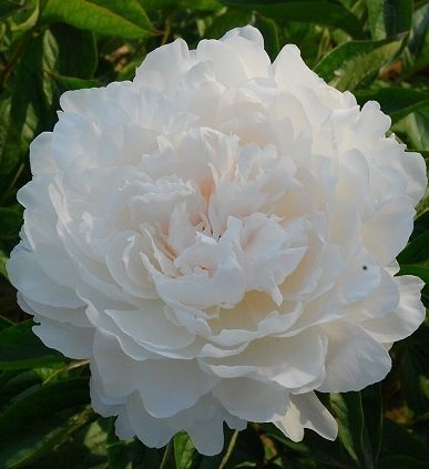 Paeonia Yang Fei Chu Yu-Bitkisi Tüplü