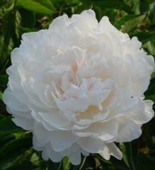 Paeonia Yang Fei Chu Yu-Bitkisi Tüplü