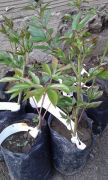 Cang Zhi Hong Tree Peony-Bitkisi Tüplü