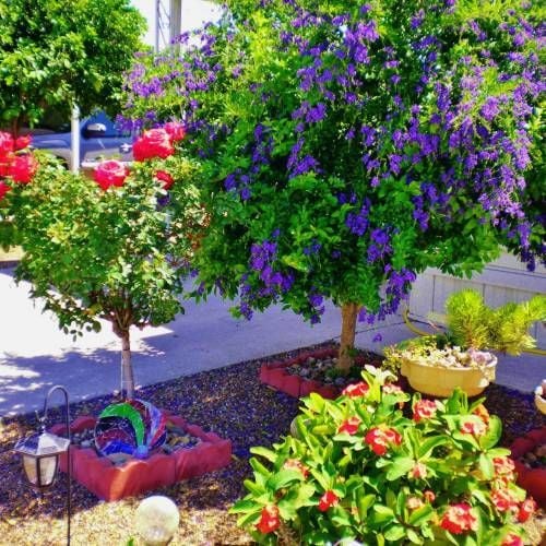 Duranta Erecta-Ağaç Menekşesi Fidanı