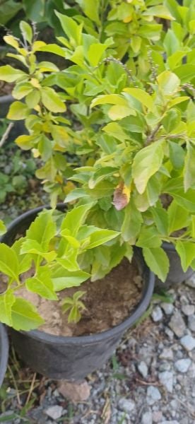 Duranta Erecta-Ağaç Menekşesi Fidanı 0-20 cm