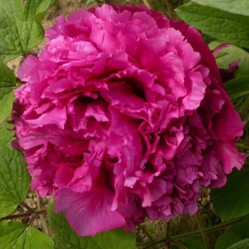 Cang Zhi Hong Tree Peony-Bitkisi Tüplü