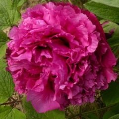 Cang Zhi Hong Tree Peony-Bitkisi Tüplü