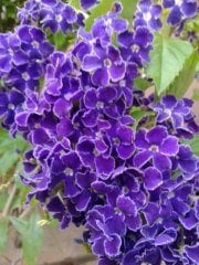 Duranta Erecta-Ağaç Menekşesi Fidanı 0-20 cm