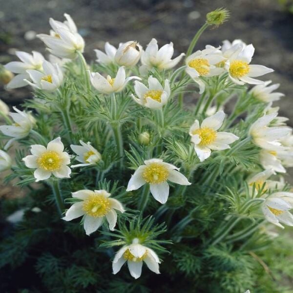 Pulsatilla Vulgaris Beyaz Dağ Lalesi Anemon Çiçeği