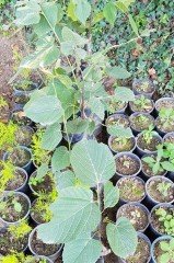 Aşılı Ihlamur Fidanı 60-80 cm