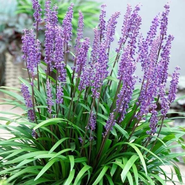 Liriope Muscari Fidesi Çim Zambağı