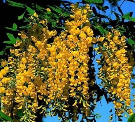 Sarı Salkım Fidanı 170-200 cm