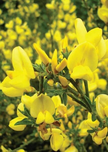 Sarı Salkım Fidanı 170-200 cm