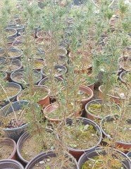 Cupressus Sempervirens Stricta Kalem Servi 50-70 cm