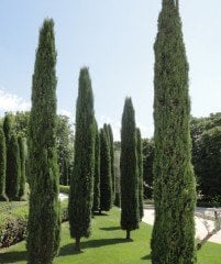 Cupressus Sempervirens Stricta Kalem Servi 50-70 cm