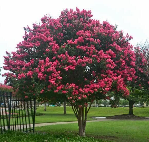 Oya Ağacı (Lagerstromia indica) 200 cm-Gövde Çevresi 8-10 cm