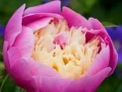 Peony Bowl of Beauty Rose Bitkisi Tüplü