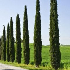 Cupressus Sempervirens Stricta Kalem Servi 50-70 cm