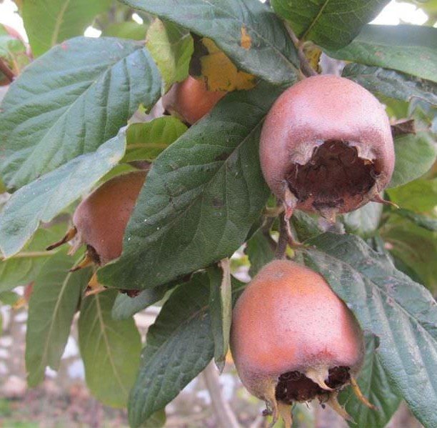 Töngel (Döngel) Fidanı Doğal 80-130 cm