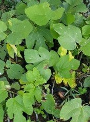 Torasan İnciri Fidanı