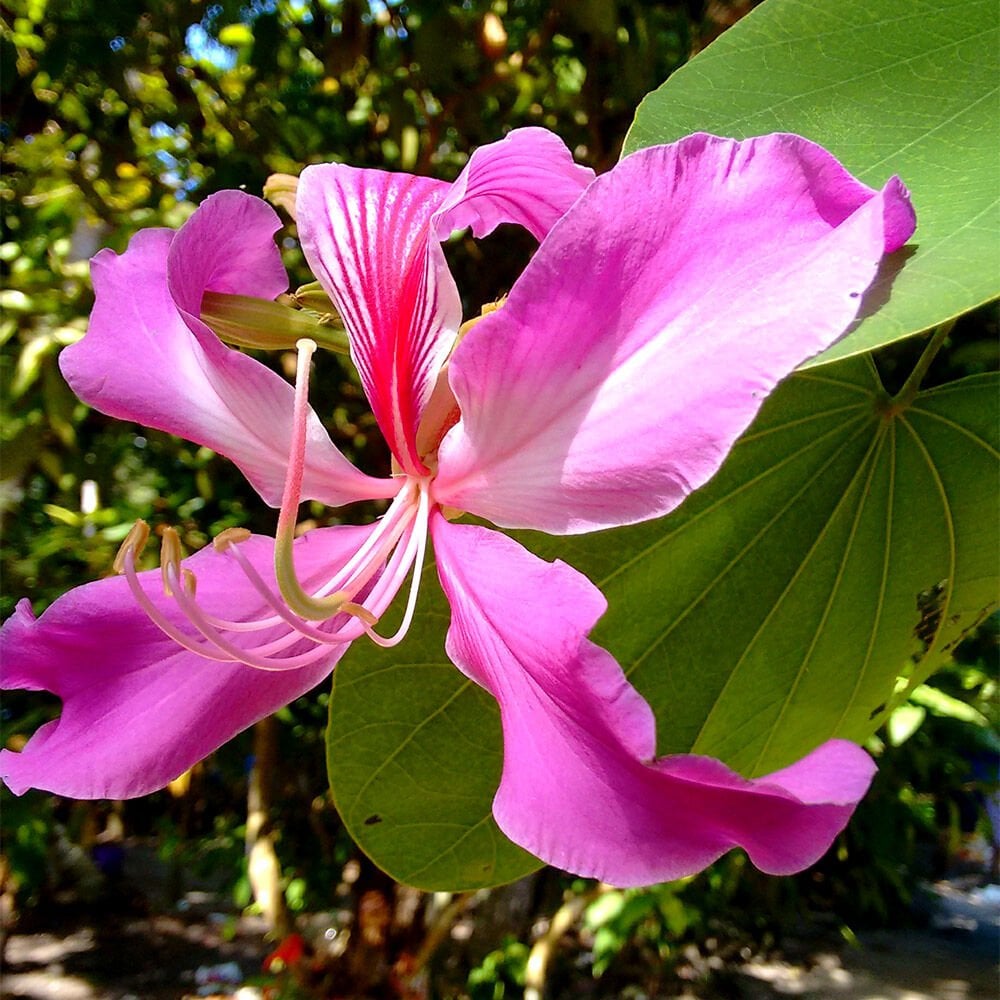 Bauhinia Purpurea (Mor Orkide Ağacı) 5 Yaş- 120 cm
