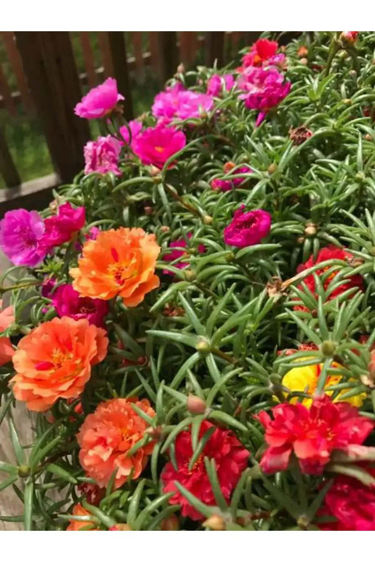 Portulaca Grendiflora-Çok Yıllık Varyete