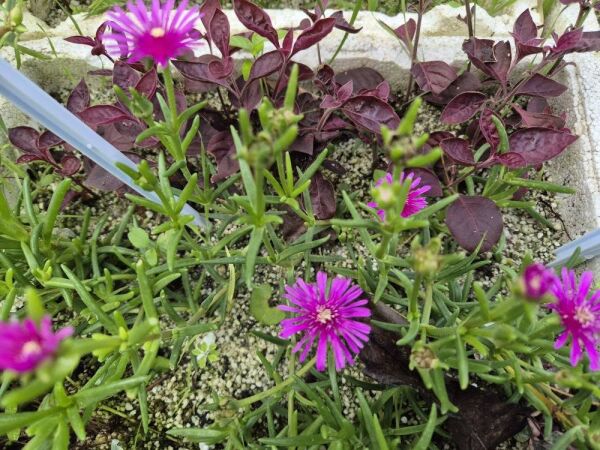 Portulaca Grendiflora-Çok Yıllık Varyete