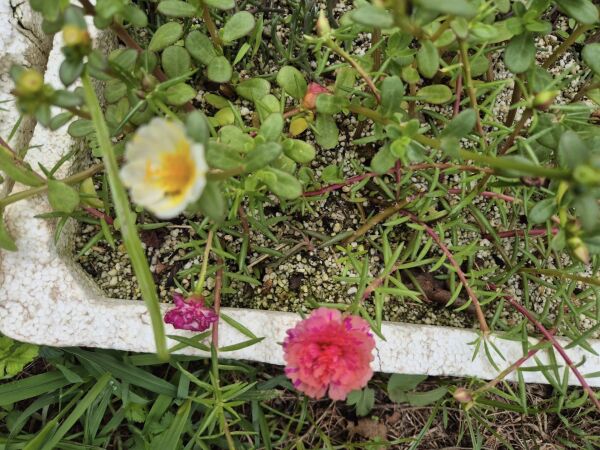 Portulaca Grendiflora-Çok Yıllık Varyete