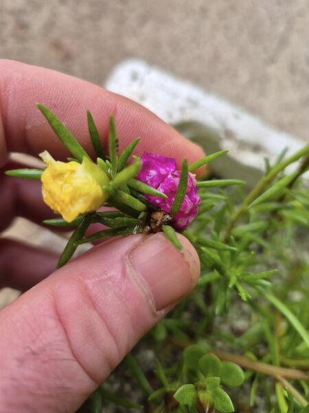 Portulaca Grendiflora-Çok Yıllık Varyete