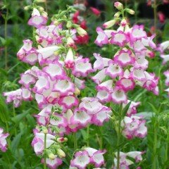 Penstemon Laura fidesi çok yıllık Hartwegii İthal