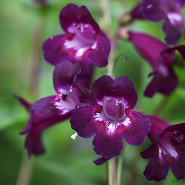 Plum Jerkum Penstemon Hartwegii Fidanı 0-20 cm