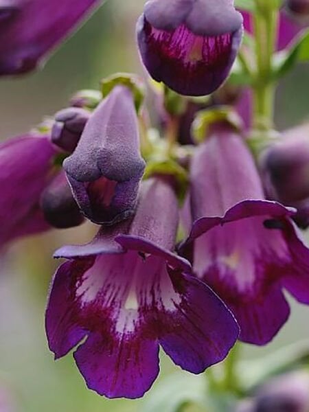 Plum Jerkum Penstemon Hartwegii Fidanı 0-20 cm