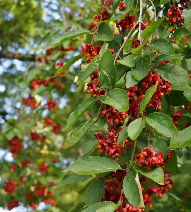 Euonymus latifolius (Papaz Külahı) 200 cm