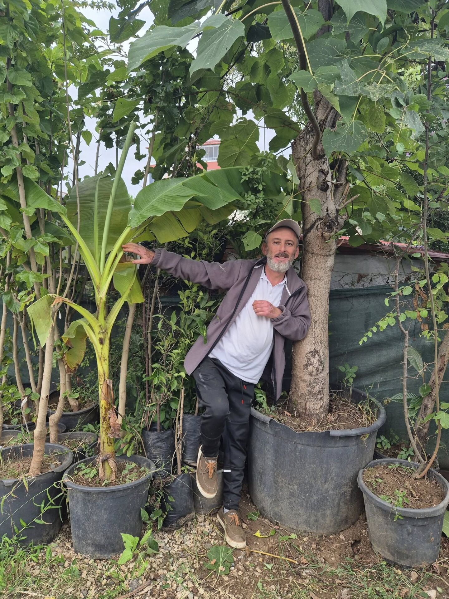 Paulownia Tomentosa-Çin Kavağı Fidanı -Gövde Çevresi 50-60 cm