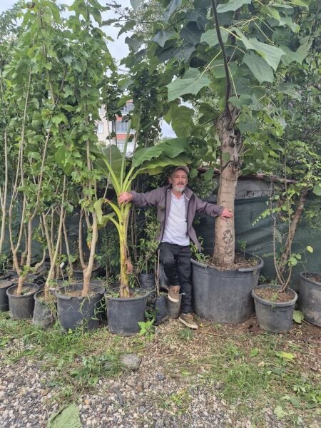 Paulownia Tomentosa-Çin Kavağı Fidanı -Gövde Çevresi 50-60 cm