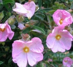 Cistus Hybridus Beyaz Kaya Gülü Laden Çiçeği