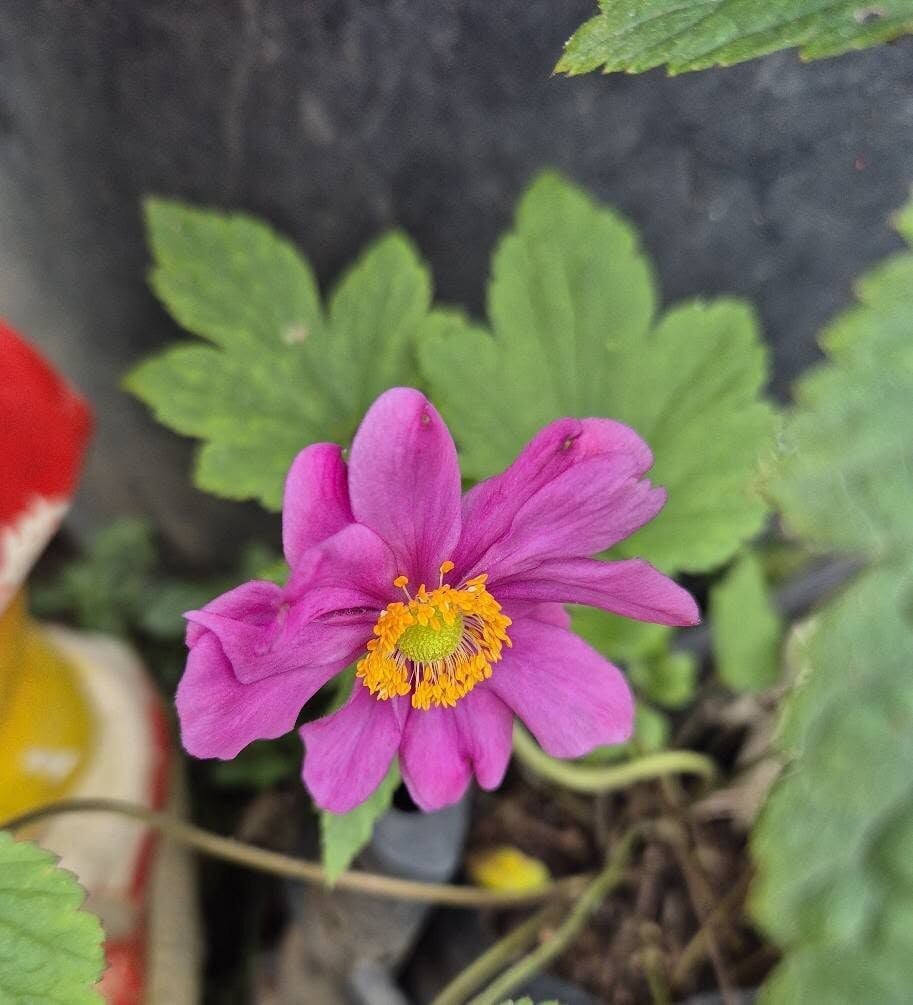 Pulsatilla Vulgaris Red-Mor-Pembe Dağ Lalesi Anemon Çiçeği