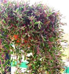 Othonna Rubra Capensis-Yakut kolyesi-Askılı Saksıda